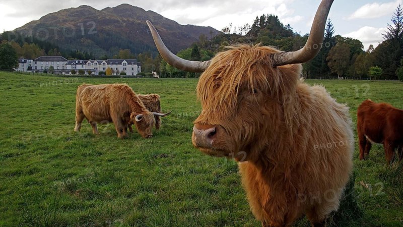 Europe, Scotland, Great Britain, England, countryside, Highland Cattle, Scottish Highland Cattle