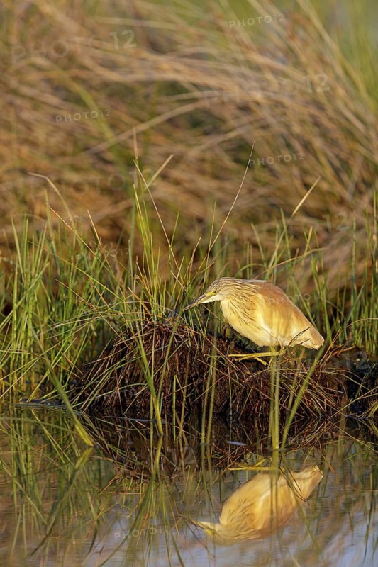 Squacco heron, heron, animals, birds, biotope, foraging, (Ardeola ralloides), Lesbos, Greece