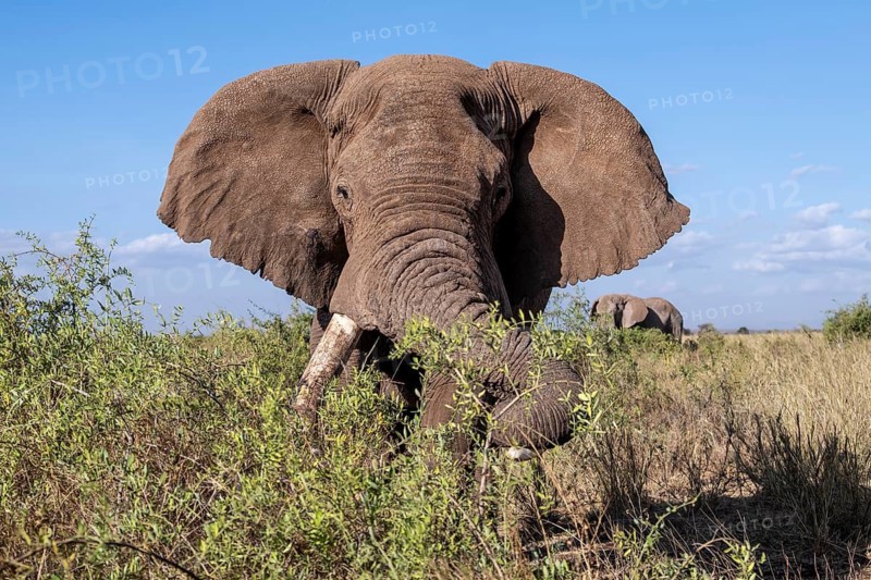 African elephant (Loxodonta africana) eats leaves, the famous Super Tusker elephant Craig, old male with long tusks, Kajiado County, Kenya