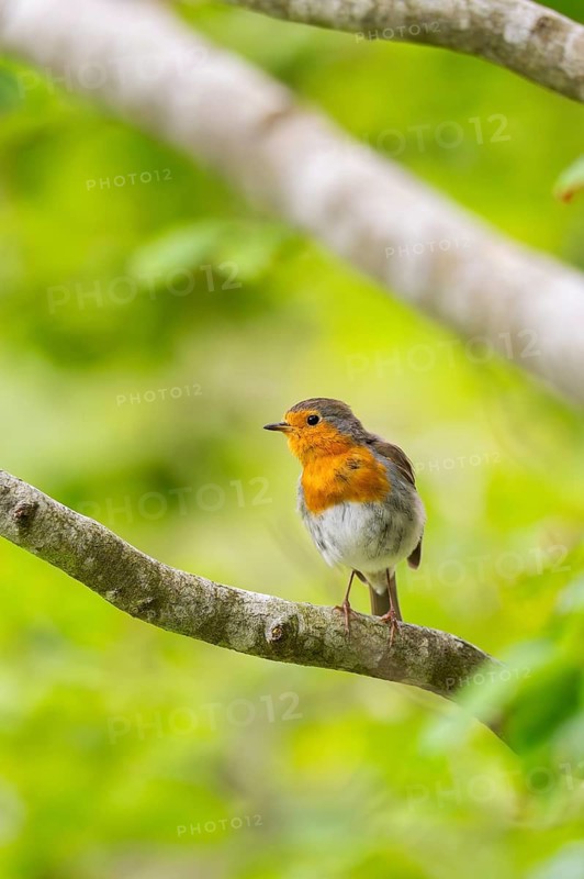 European robin (Erithacus rubecula) sitting on a branch, Bavaria, Germany