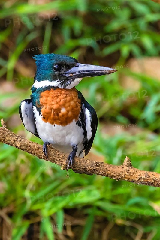 Central America, Costa Rica, amazon kingfisher (Chloroceryle amazona), male