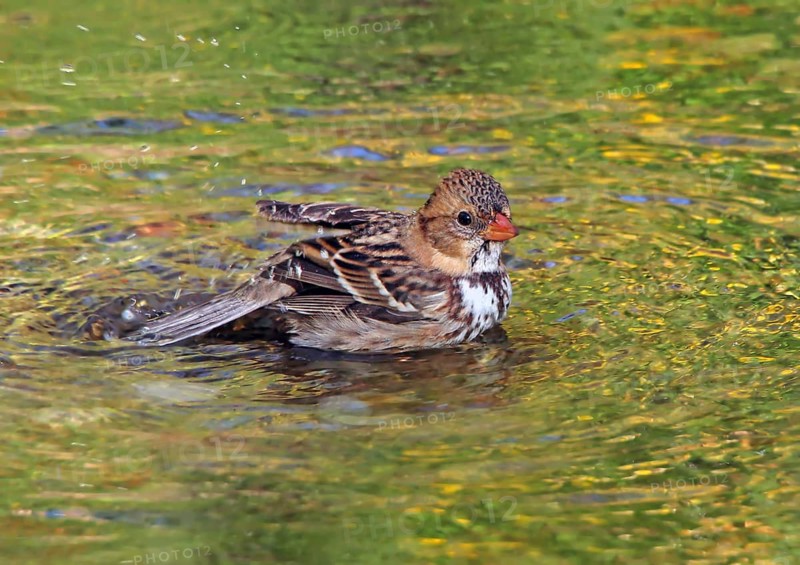 Harris's Sparrow, Zonotrichia querula, bathes in backyard pond, in Saskatchewan, Canada