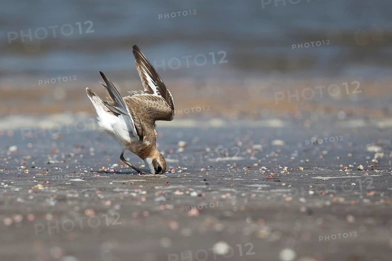Greater Sand Plover (Charadrius leschenaultii) foraging on beach, Ras al-Sawadi, Oman