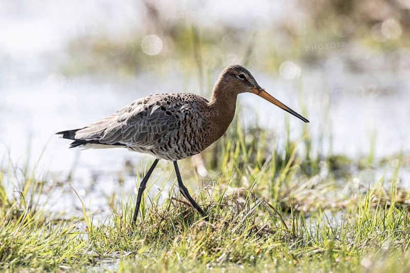 Black-tailed godwit (Limosa limosa), Lower Saxony, Germany