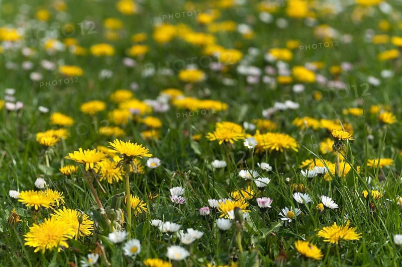 Asteraceae, Bellis Perennis, common dandelion, daisy, dandelion, dandelion, flower flower, dandelion, flower, dandelion, taraxacum officinale agg., thousand beautiful, biotopes, daisy, fat willow, fat meadow, flora, plants, plants