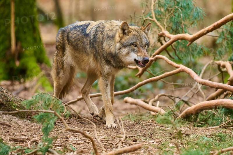 Wolf moves carefully through the forest, branches surround him, Wolf (Canis Lupus), Germany