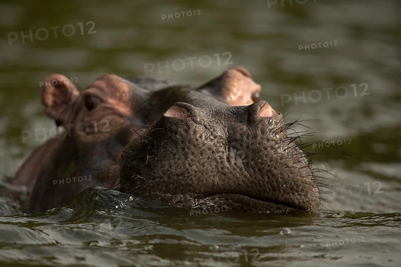 Hippopotamus (Hippopotamus amphibius) adult close-up in water, Queen Elizabeth National Park, Uganda