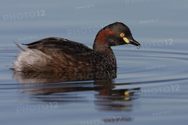 Australasian Grebe (Tachybaptus novaehollandiae), Australian Capital Territory, Australia