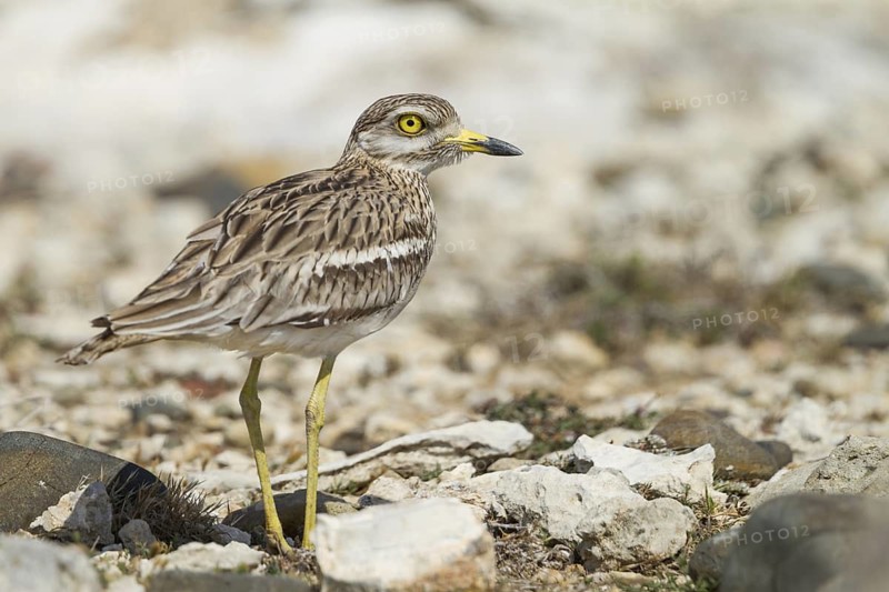 Eurasian Stone-curlew (Burhinus oedicnemus), Cyprus