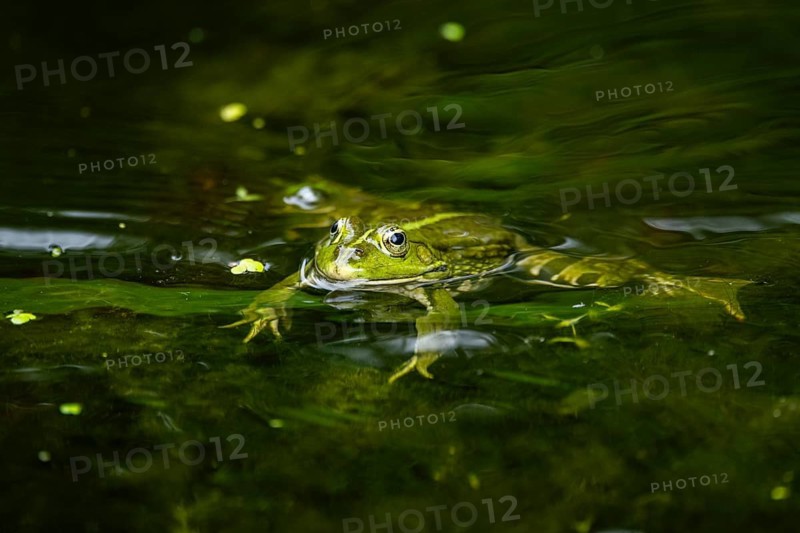 Edible frog (Pelophylax esculentus) in a little lake in the water, Bavaria, Germany