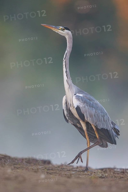 Grey Heron (Ardea cinerea) in a threathening posture, North Rhine-Westphalia, Germany