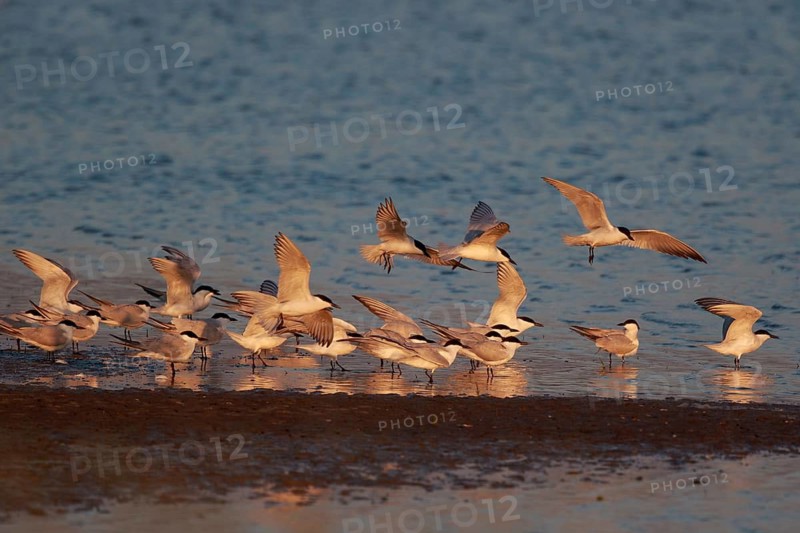 Gull-billed Tern (Gelochelidon nilotica) group, Greece