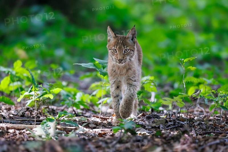 Eurasian lynx (Lynx lynx), Germany