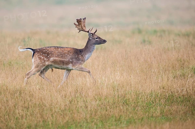 Fallow Deer (Dama dama) male in meadow, Denmark