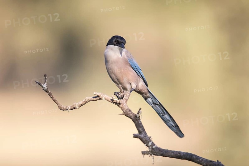 Blue magpie (Cyanopica cooki), Extremadura, Castilla La Mancha, Spain