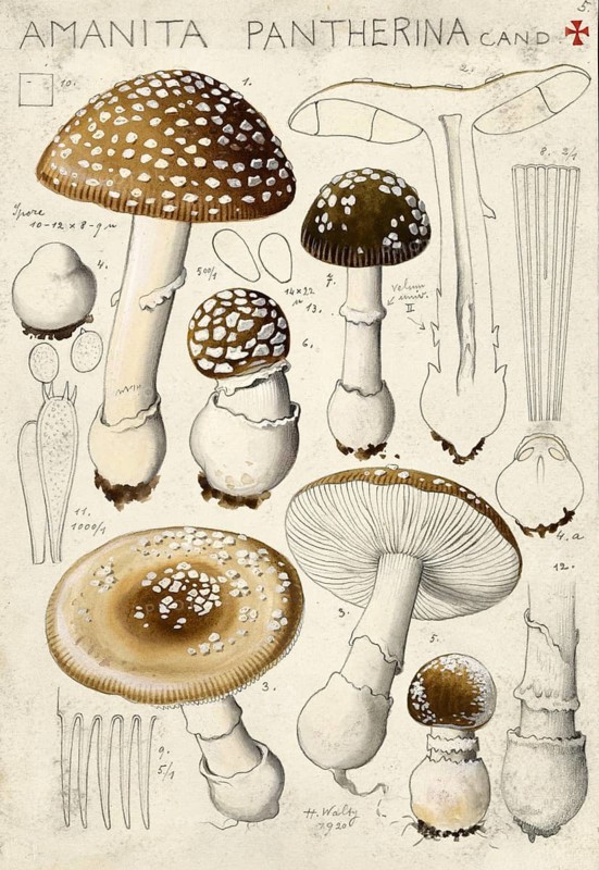 Mushroom, fungi, panther mushroom, panther mushroom, Amanta pantherina, authentic reproduction of an illustration by Hans Walty (1868-1948) from about 1915, historical