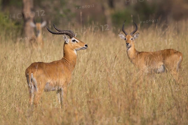 Uganda Kob (Kobus kob thomasi) two males, Semuliki National Park, Uganda