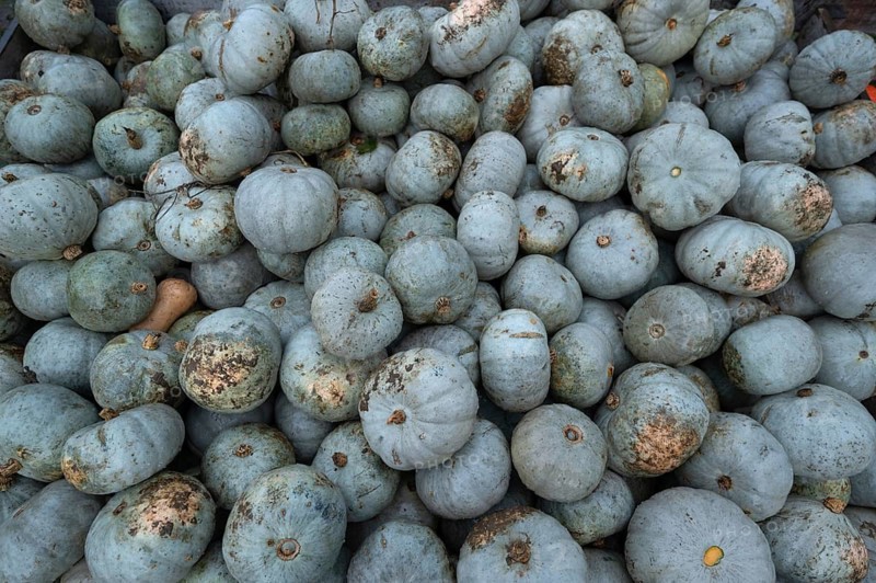 Pumpkins piled up for sale, Crown-Prince, Butternuts, Bavaria, Germany