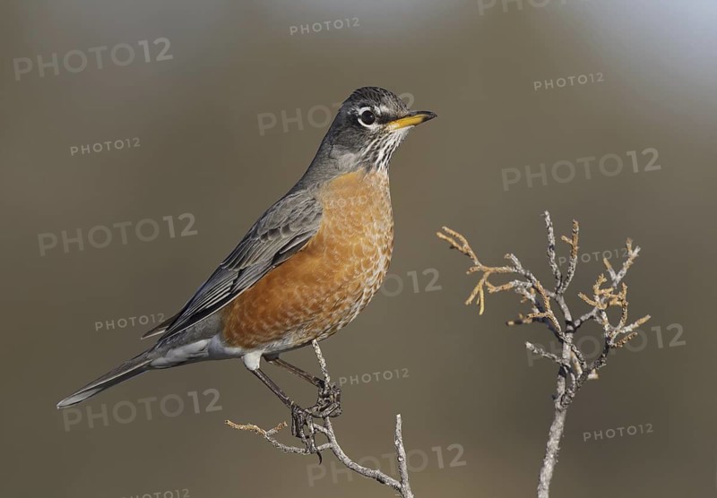 American Robin (Turdus migratorius), New Mexico, USA
