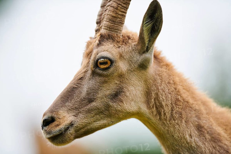 Alpine ibex (Capra ibex) female, portrait, wildlife Park Aurach near Kitzbuehl, Austria
