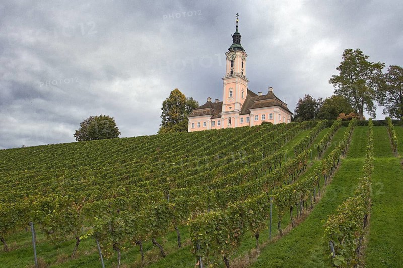 Vineyard on the hillside of Meersburg with even rows of vines, above it the Birnau Basilica with tower and clock, surrounded by trees under a grey, cloudy sky, Uhldingen-Mühlhofen
