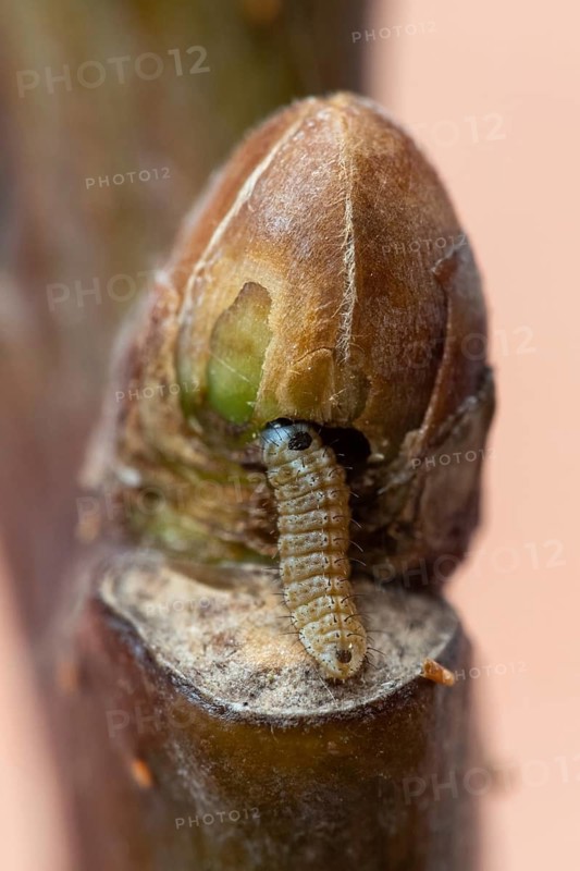Die winzige Raupe des Blauen Eichenzipfelfalter (Favonius quercus) frisst sich in die Eichen-Knospe rein