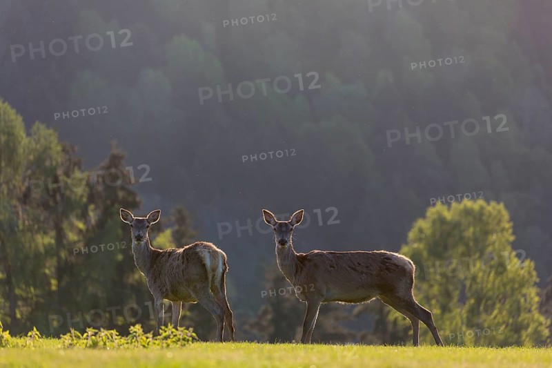 2 female Red Deer, Cervus elaphus, early morning, backlight