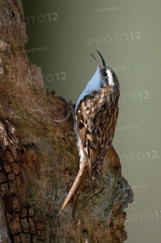 Certhia Familiaris, Treecreeper, Tree Runner, Birds, High Size, Portrait, Passeri, Songbirds, Birds