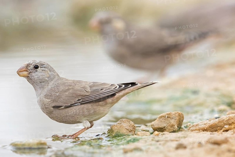 Desert Finch, Finch family, Finch, Trumpeter Finch, (Rhodopechys githaginea), Roselin githagine, Bouvreuil githagine, Camachuelo Trompetero, drinks water at the waterhole, Celias Waterhole, Ezuz, HaDarom, Israel
