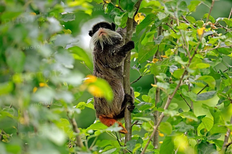 Emperor bearded tamarin (Saguinus imperator subgrisescens), adult, on tree, climbing, vigilant, South America