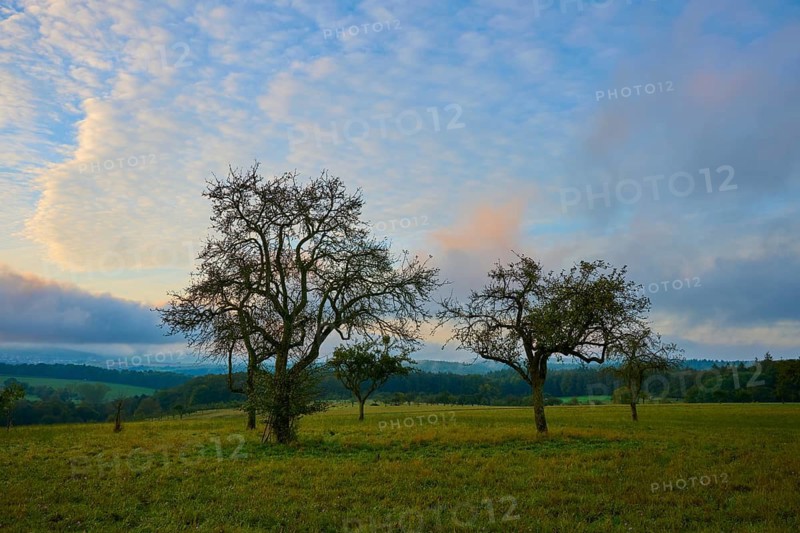 A picturesque meadow with orchard, apple tree, under a cloudy sky in the morning light, autumn, Eichelsbach, Elsenfeld, Spessart, Bavaria, Germany