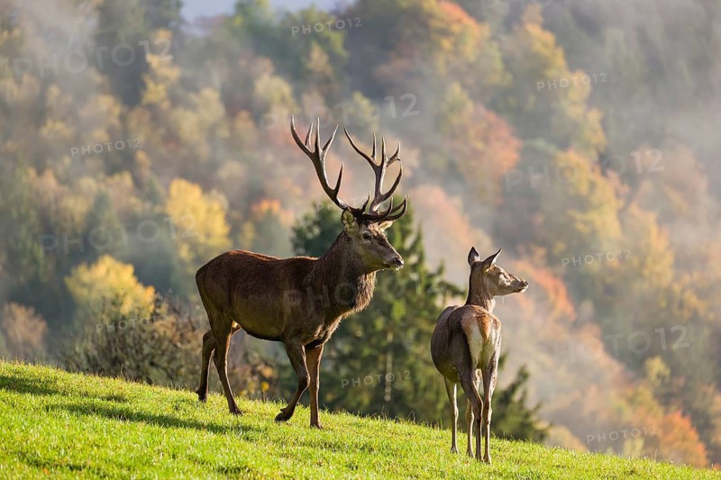 A red deer stag (Cervus elaphus) runs across a meadow. A forest with autumn leaves can be seen in the background. Wisps of mist drift over the forest. A hind is standing in his way