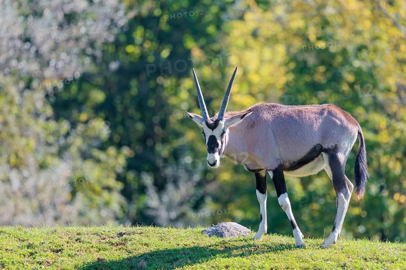 A gemsbok (Oryx gazella), grazes on a green meadow. Botswana, Namibia, South Africa and Zimbabwe