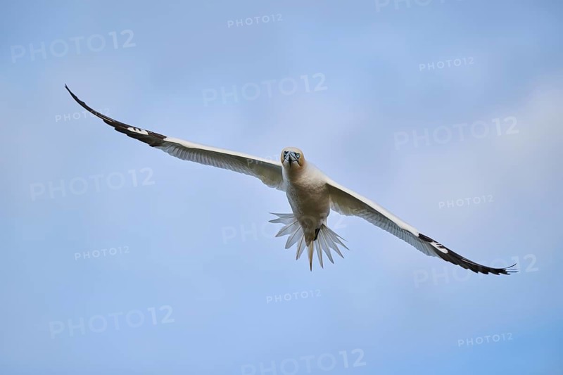 Northern gannet (Morus bassanus) flying in the sky, wildlife, Helgoland, Germany