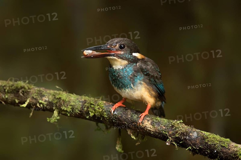 Blue-banded Kingfisher (Alcedo euryzona) male perched on a branch with fish prey in beak, Selangor, Malaysia