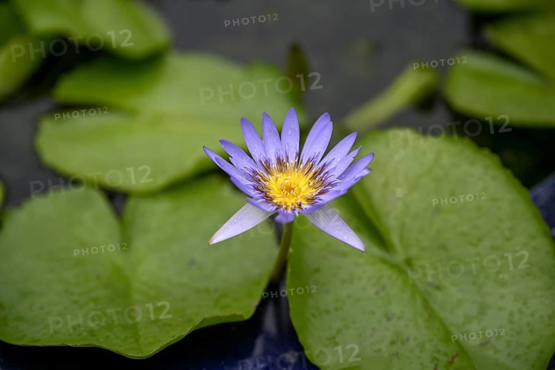 Water lily in a pond at Wat Pho, Temple of the Reclining Buddha, Bangkok, Thailand