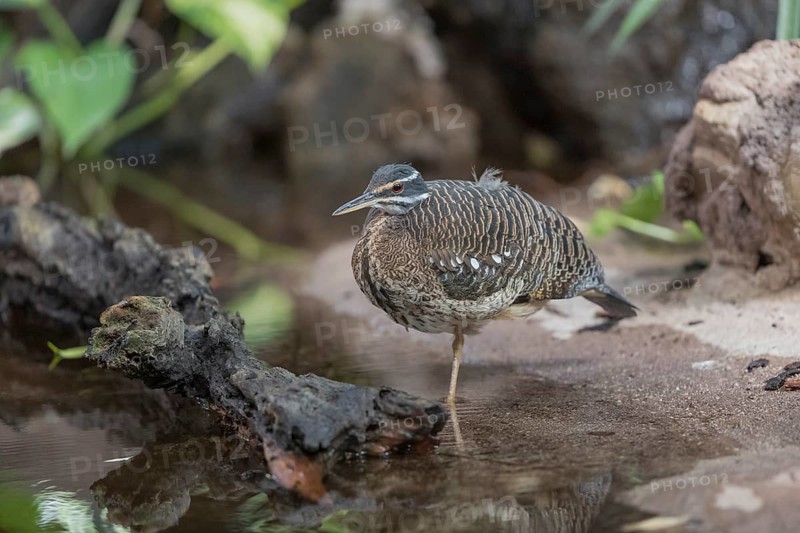 One sunbittern (Eurypyga helias) standing in the water of a forest creek
