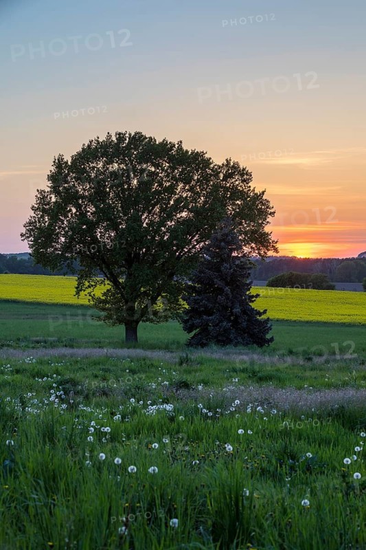 Sunset with rape field in bloom, single tree and meadow with dandelions, Ponickau, Thiendorf, Saxony, Germany