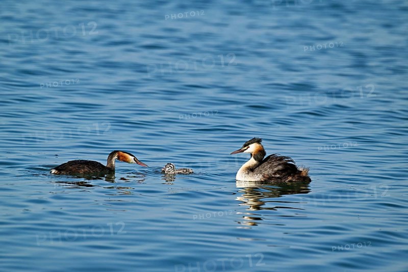 Great Crested Grebe (Podiceps Scalloped ribbonfish), pair feeding a chick with fish, swimming in the water, Lake Zug, Kanon Zug, Switzerland