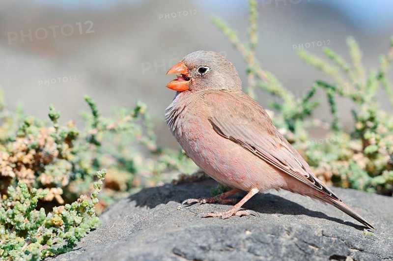 Desert Bunting (Bucanetes githagineus), a male perched on a rock calling, Fuerteventura, Canary Islands, Spain