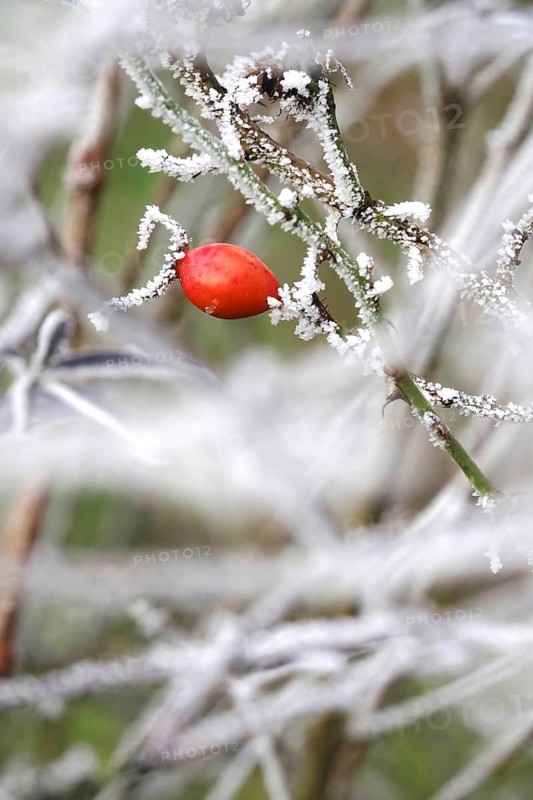 Hoarfrost, Rosehip, Winter, Germany