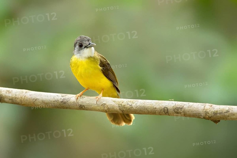 Yellow-bellied Bulbul (Alophoixus phaeocephalus), Pahang, Malaysia