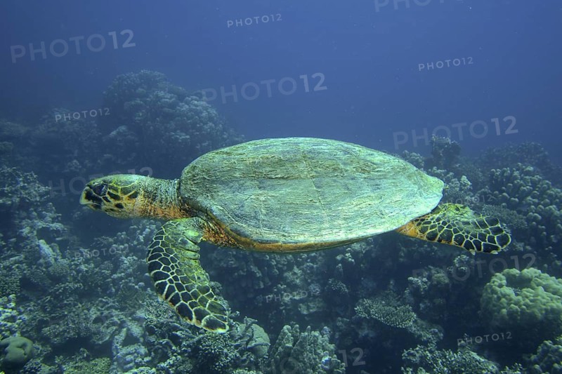 Hawksbill sea turtle (Eretmochelys imbricata)