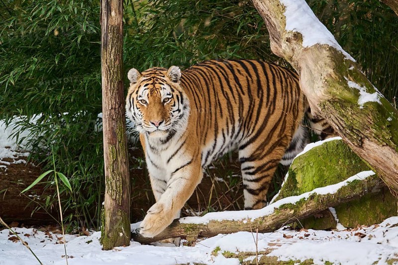Siberian tiger (Panthera tigris altaica) walking in winter, captive, Germany