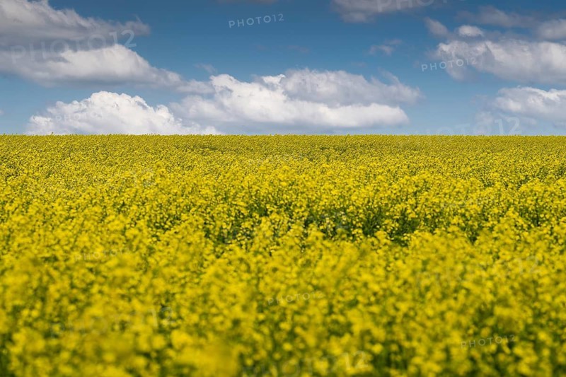 Blooming yellow rape field under a blue sky with white clouds, rural panorama, Baden-Württemberg