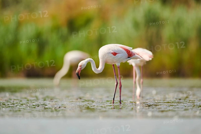Greater Flamingo (Phoenicopterus roseus) standing in the water, Parc Naturel Regional de Camargue, France