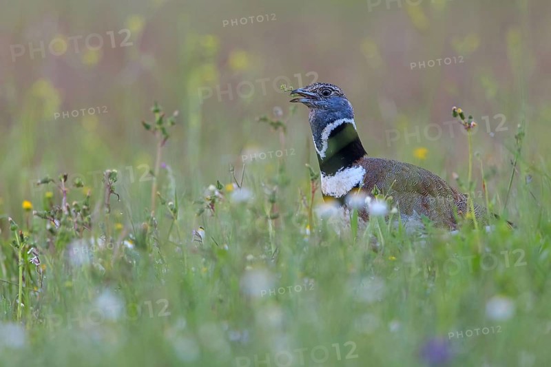 Little bustard (Tetrax tetrax) Outarde canepetière, Sisón Común, Hides De Calera / Great Bustard, Calera Y Chozas, Castilla La Mancha / Toledo, Spain