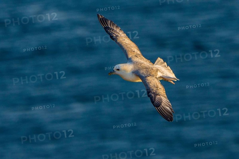 Northern Fulmar (Fulmarus glacialis) flying, Iceland