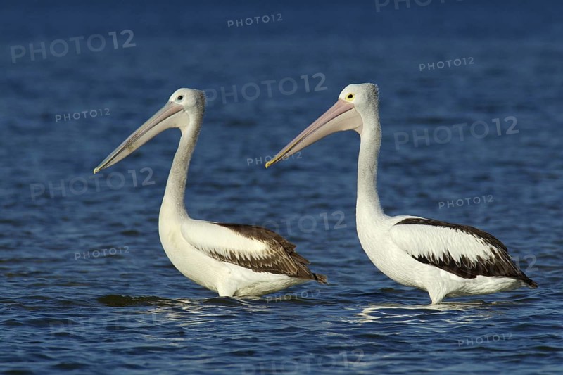 Australian Pelican (Pelecanus conspicillatus), Victoria, Australia