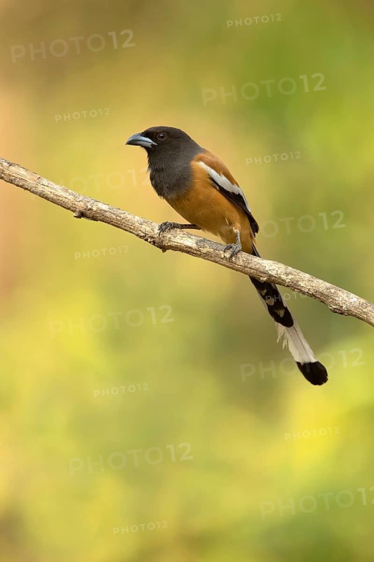 Rufous Treepie (Dendrocitta vagabunda) perched on a branch, Kerala, India